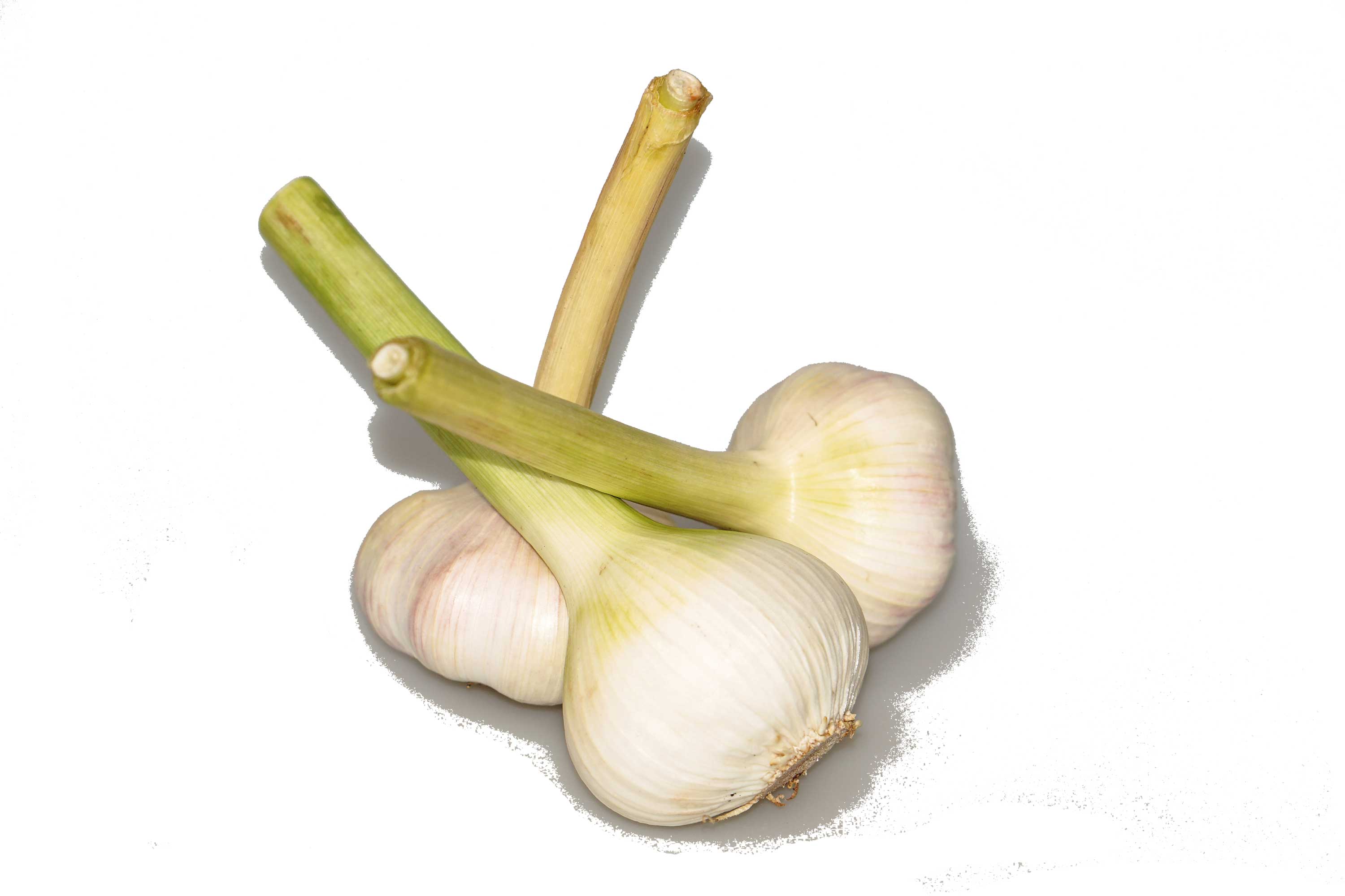 Frischer Knoblauch Obst Moser