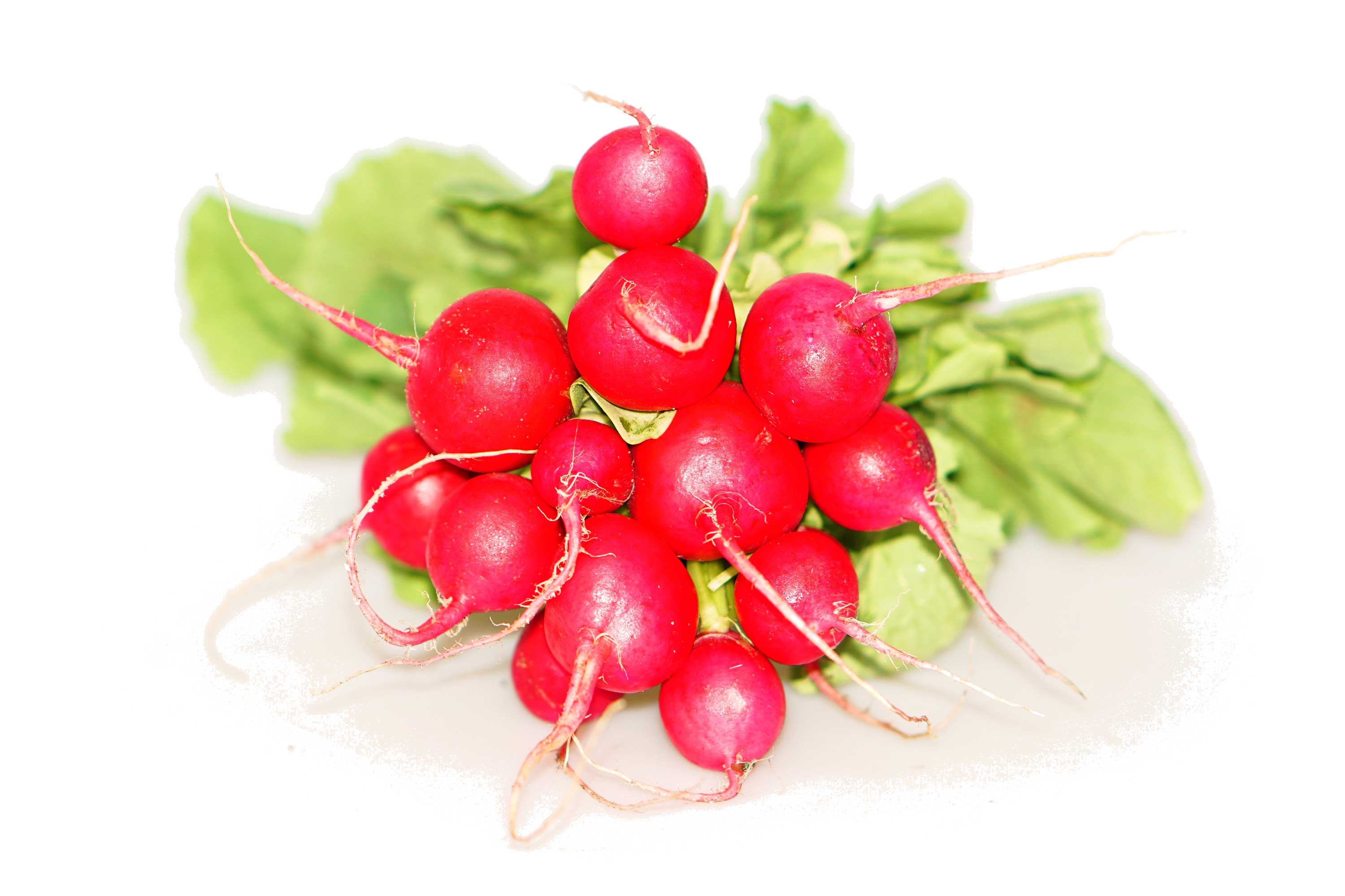 Radieschen Obst Moser
